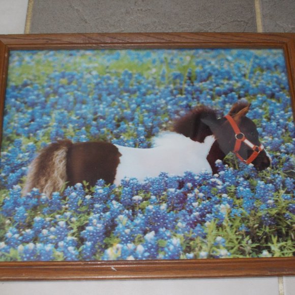 Other - Pony in Bluebonnets print 11"x14" in wood frame!